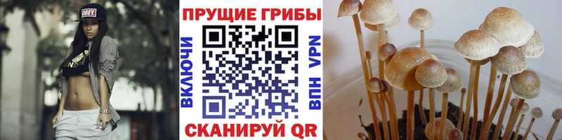 Галлюциногенные грибы мицелий  купить наркоту  Ак-Довурак 